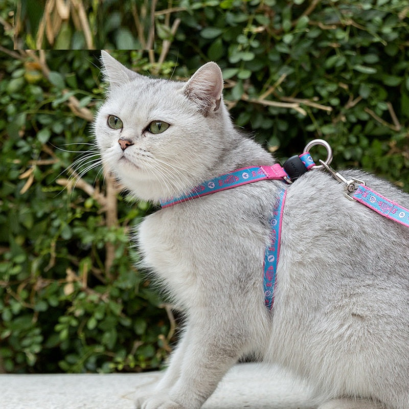 Discover the Haulage Rope Package Vest Leash for Your Furry Friend