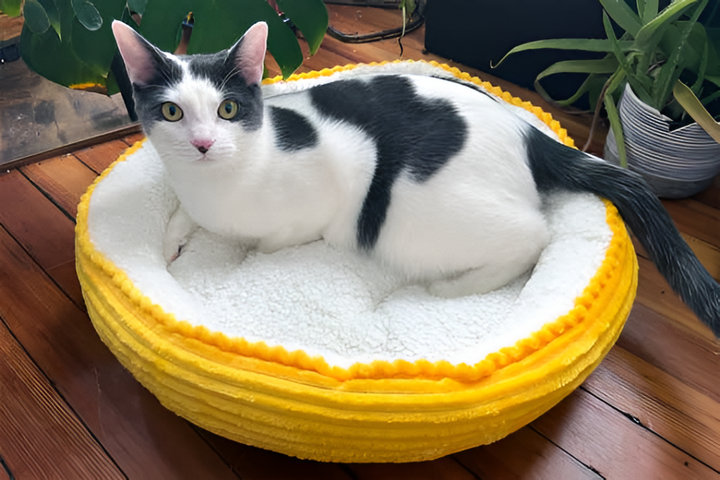 Creating the Perfect Cozy Spot for Your Pet