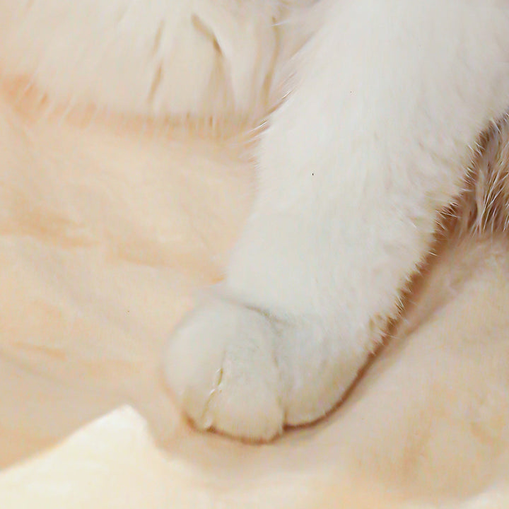The Ultimate Comfort for Your Furry Friends