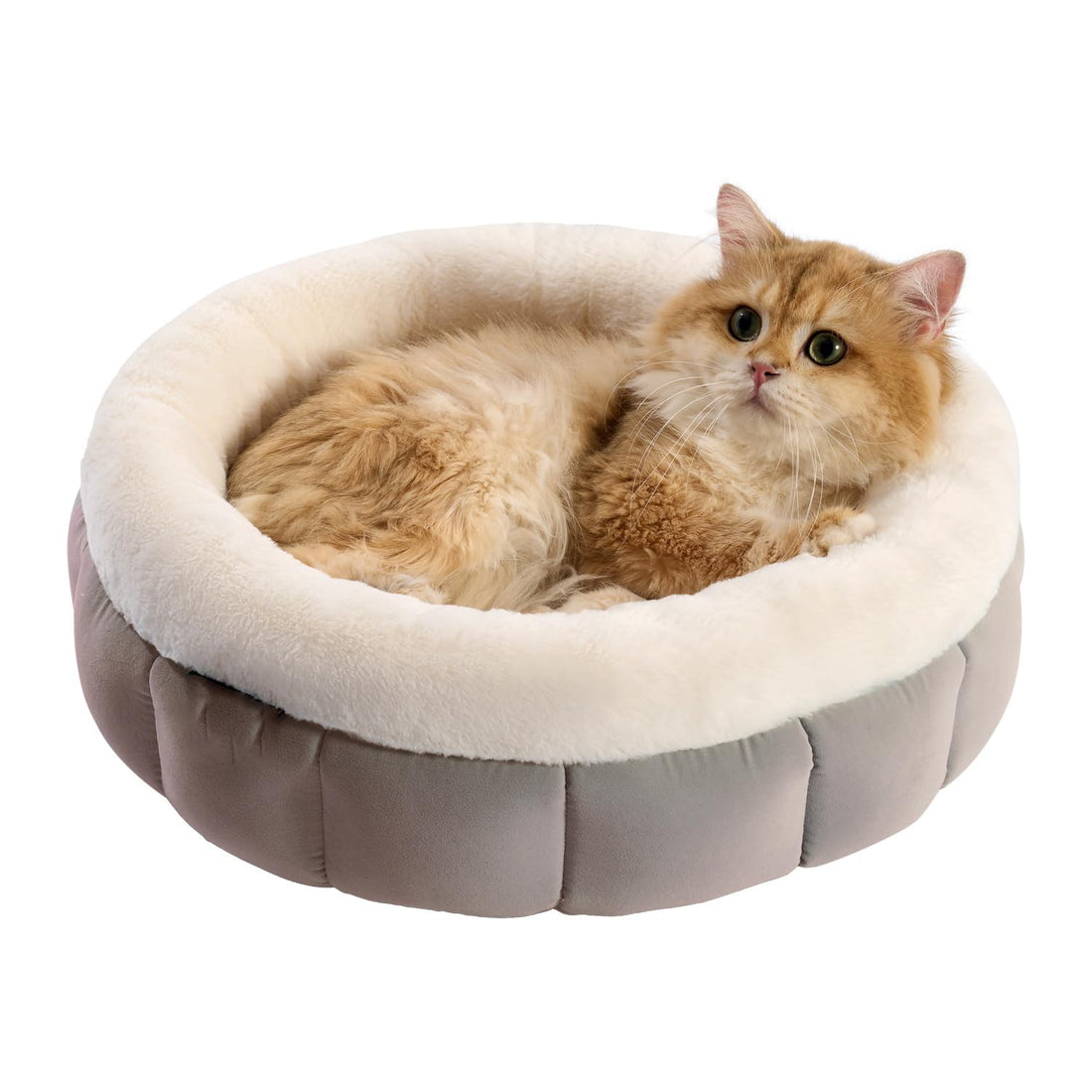 Donut Dog Beds For Small Dogs